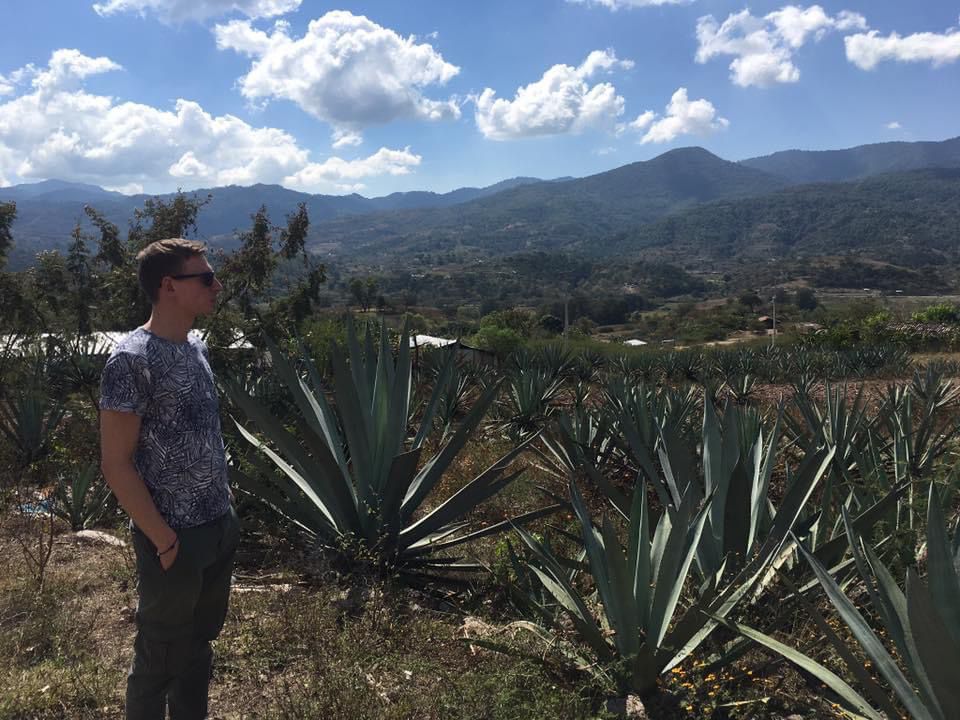 agave